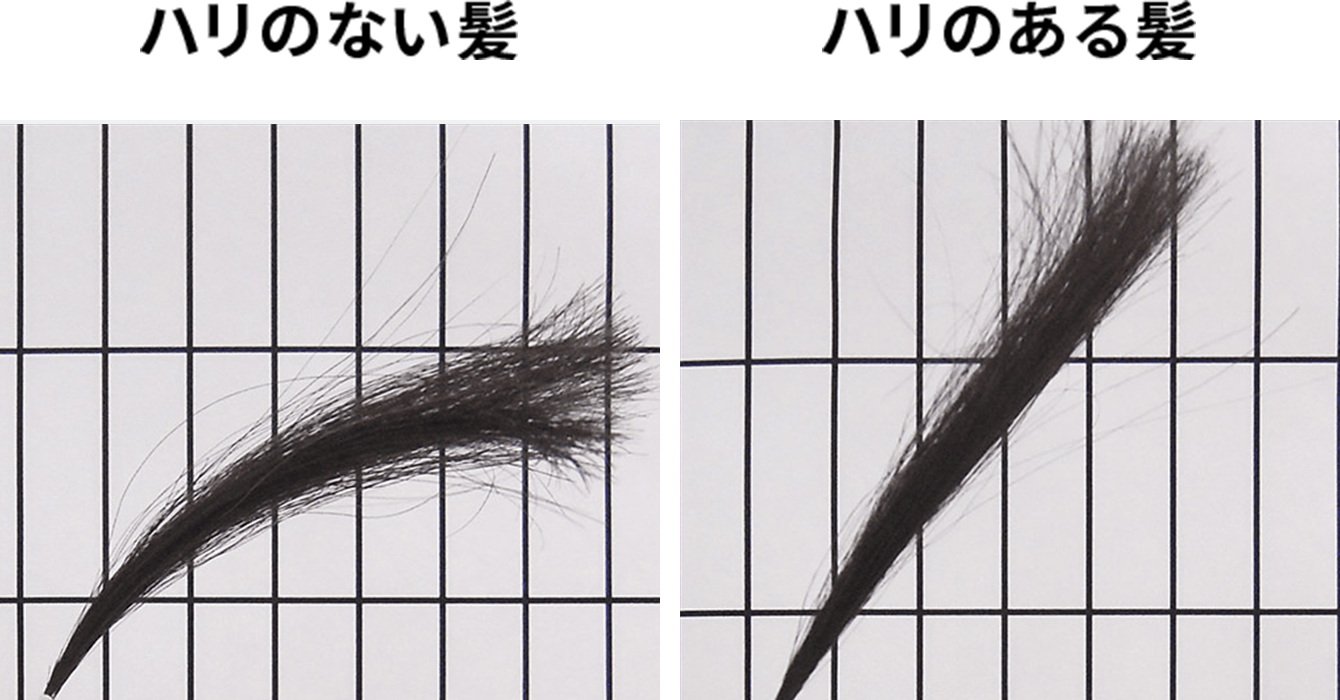 ハリのない髪／ハリのある髪