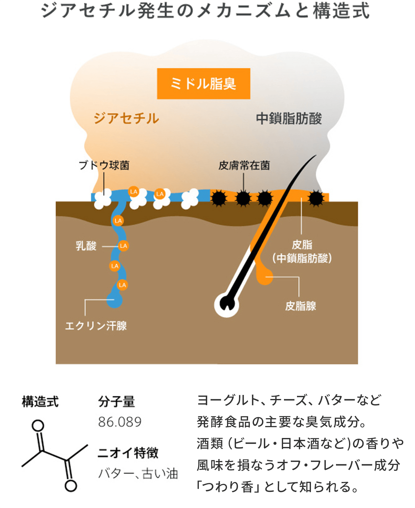 ジアセチル発生のメカニズムと構造式
